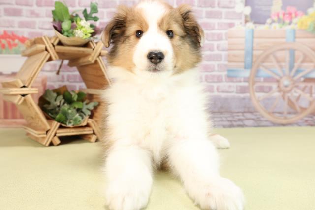 大分県のシェットランドシープドッグ (Coo&RIKU大分店/2024年1月23日生まれ/女の子/セーブルホワイト)の子犬