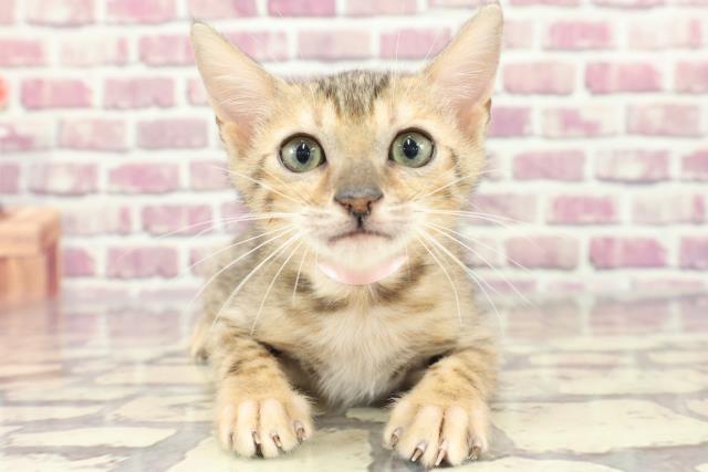 島根県のベンガル (Coo&RIKU出雲店/2023年12月29日生まれ/女の子/ブラウンスポットタビー)の子猫