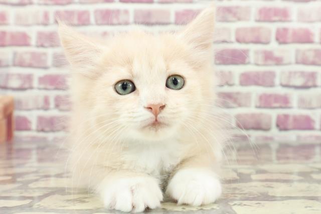 島根県のラガマフィン (Coo&RIKU出雲店/2024年1月27日生まれ/男の子/クリームタビーホワイト)の子猫