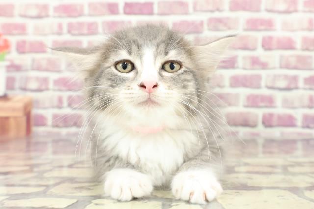 広島県のラガマフィン (Coo&RIKU広島中央店/2024年1月24日生まれ/女の子/ブルータビーホワイト)の子猫