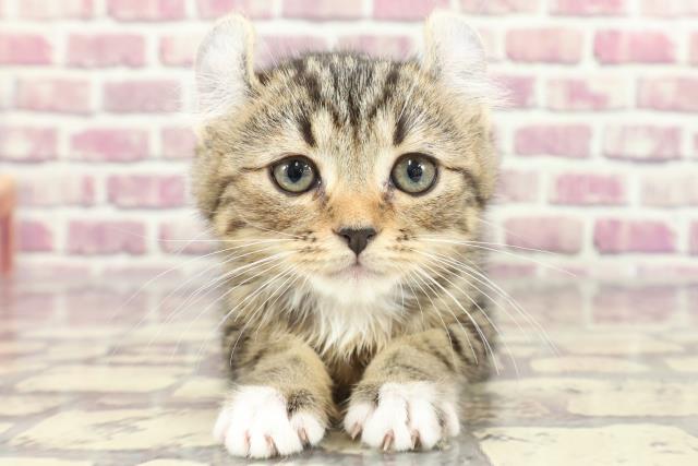 青森県のアメリカンカール (Coo&RIKU青森店/2024年1月8日生まれ/女の子/ブラウンタビーホワイト)の子猫