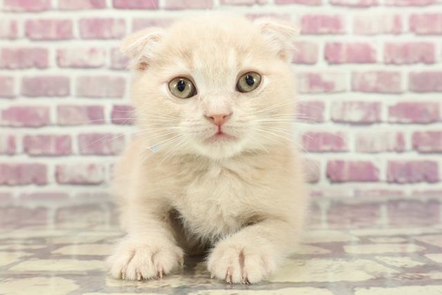 広島県のスコティッシュフォールド (Coo&RIKU広島中央店/2024年1月15日生まれ/男の子/クリームタビー)の子猫