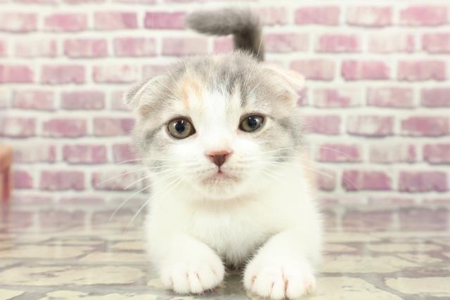 北海道のスコティッシュフォールド (Coo&RIKU室蘭店/2024年1月15日生まれ/女の子/ダイリュートキャリコ)の子猫