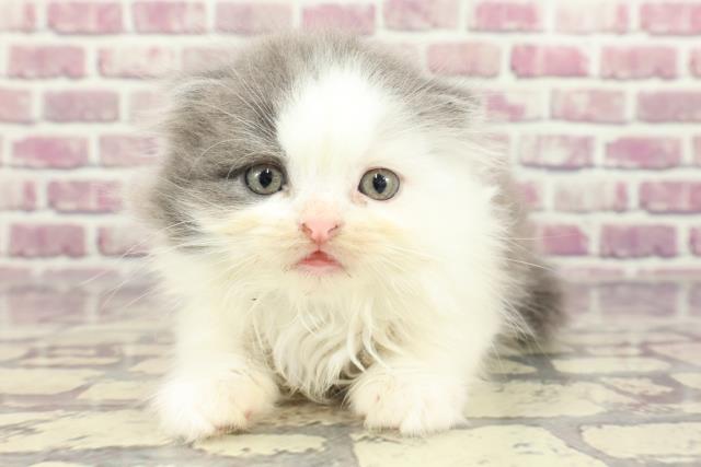 東京都のフォールデックス (Coo&RIKU中野サンモール店/2024年1月26日生まれ/男の子/ブルーホワイト)の子猫