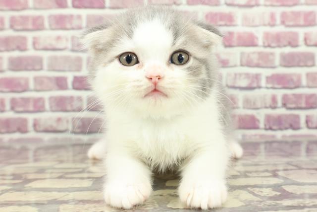 福島県のフォールデックス (Coo&RIKU郡山店/2024年1月26日生まれ/男の子/ブルータビーホワイト)の子猫