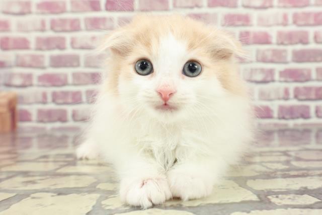 栃木県のスコティッシュフォールド (Coo&RIKU小山店/2024年1月28日生まれ/女の子/クリームホワイト)の子猫