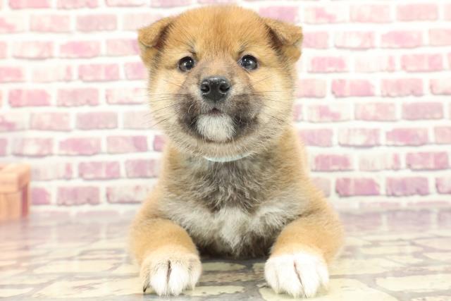 新潟県の柴犬(標準サイズ) (Coo&RIKU長岡店/2024年1月28日生まれ/男の子/赤)の子犬