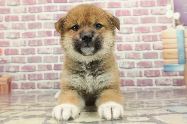 広島県の柴犬(標準サイズ) (Coo&RIKUゆめタウン大竹店/2024年1月28日生まれ/男の子/赤)の子犬