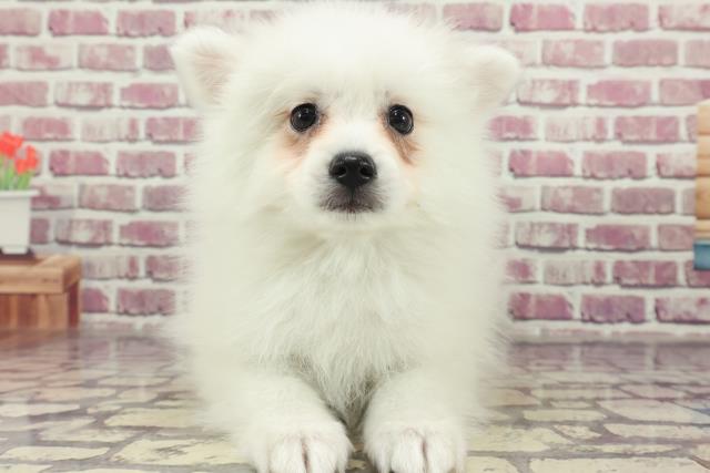 香川県の日本スピッツ (Coo&RIKU高松上福岡店/2024年1月29日生まれ/女の子/ホワイト)の子犬