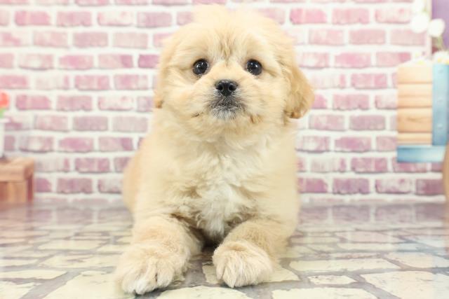 新潟県のペキプー(ペキニーズ×プードル) (Coo&RIKU長岡店/2024年1月30日生まれ/女の子/アプリコット)の子犬