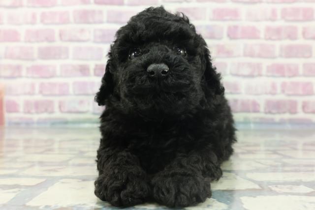 千葉県のトイプードル(トイ) (Coo&RIKU東金店/2024年1月28日生まれ/男の子/ブラック)の子犬
