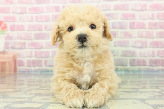 新潟県のビションプー(ビションフリーゼ×プードル) (Coo&RIKU上越店/2024年1月30日生まれ/男の子/アプリコット)の子犬