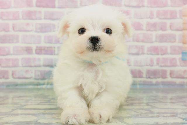高知県のマルチーズ (Coo&RIKU高知御座店/2024年1月29日生まれ/男の子/ホワイト)の子犬