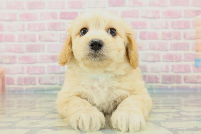 青森県のマルプー(マルチーズ×プードル) (Coo&RIKU青森店/2024年1月29日生まれ/男の子/アプリコット)の子犬