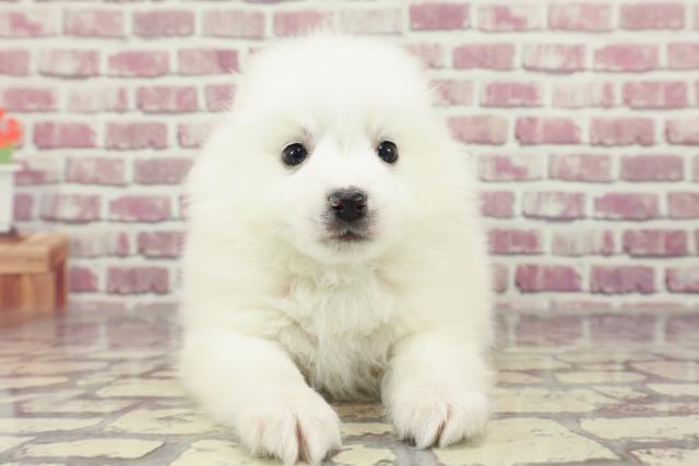 高知県の日本スピッツ (Coo&RIKU高知御座店/2024年1月28日生まれ/男の子/ホワイト)の子犬