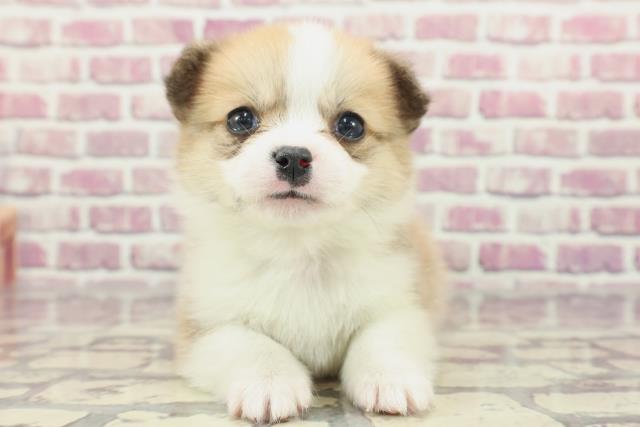 埼玉県のハーフ犬 (Coo&RIKU川越店/2024年1月30日生まれ/男の子/セーブルホワイト)の子犬