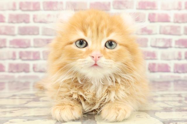 埼玉県のアメリカンカール (Coo&RIKU熊谷ニットーモール店/2024年1月30日生まれ/女の子/レッドタビー)の子猫