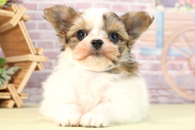 愛知県のハーフ犬 (Coo&RIKU半田店/2024年1月25日生まれ/男の子/ホワイトブラウン)の子犬