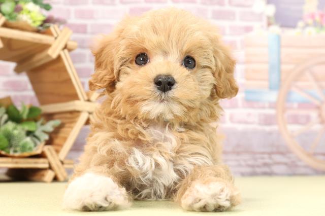 愛知県のマルプー(マルチーズ×プードル) (Coo&RIKU豊田店/2024年1月29日生まれ/男の子/アプリコットホワイト)の子犬