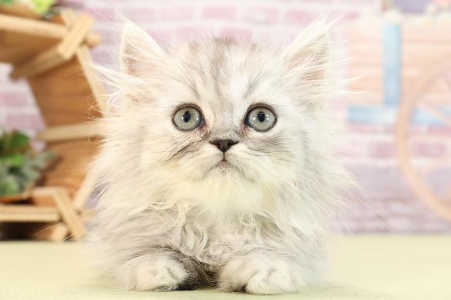 静岡県のエキゾチック (Coo&RIKU浜松店/2024年1月29日生まれ/男の子/シルバータビー)の子猫