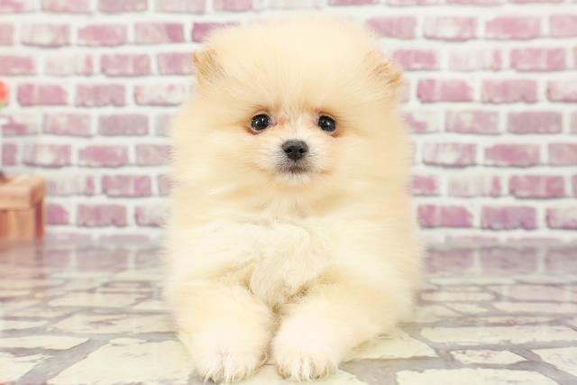奈良県のポメラニアン (Coo&RIKU天理店/2024年1月30日生まれ/女の子/クリーム)の子犬
