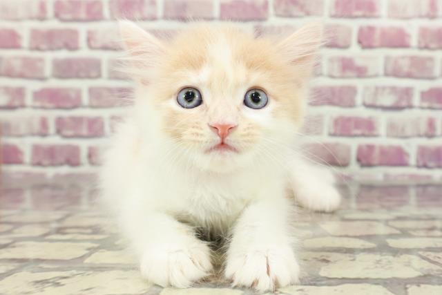 神奈川県のラガマフィン (Coo&RIKU平塚店/2024年2月1日生まれ/女の子/クリームタビーホワイト)の子猫