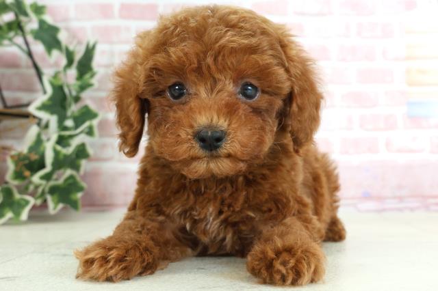 熊本県のトイプードル(トイ) (Coo&RIKU宇土シティモール店/2024年1月30日生まれ/男の子/レッド)の子犬