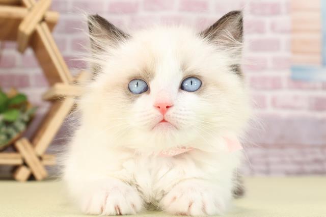愛知県のラグドール (Coo&RIKU豊田店/2024年1月23日生まれ/女の子/シールポイントバイカラー)の子猫