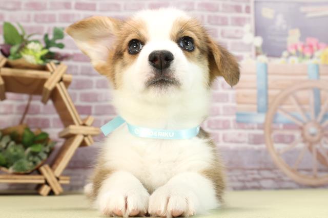 神奈川県のウェルシュコーギーペンブローク (Coo&RIKU長津田店/2024年1月31日生まれ/男の子/レッドホワイト)の子犬