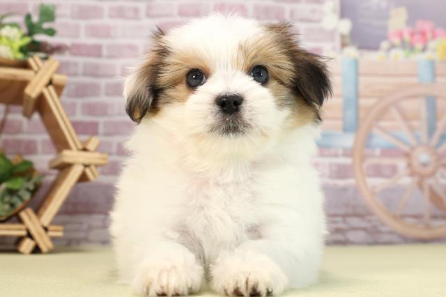愛知県のハーフ犬 (Coo&RIKU東海店/2024年1月29日生まれ/女の子/ホワイトブラウン)の子犬