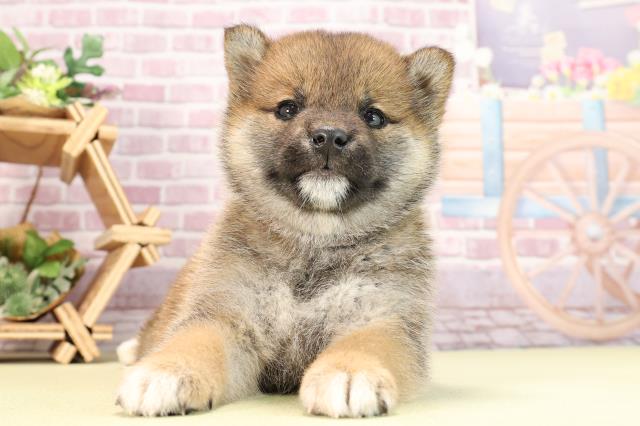 愛知県の柴犬(標準サイズ) (Coo&RIKU豊橋店/2024年1月29日生まれ/女の子/赤)の子犬