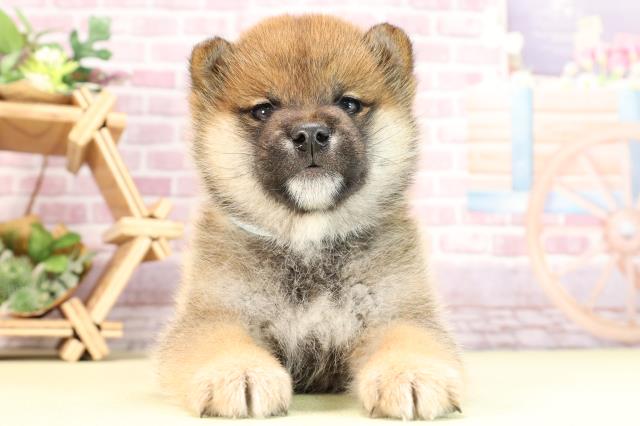 愛知県の柴犬(標準サイズ) (Coo&RIKU名古屋滝ノ水店/2024年1月29日生まれ/男の子/赤)の子犬