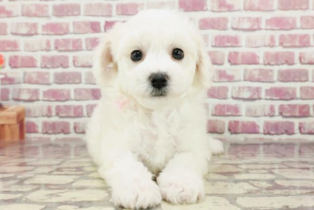 東京都のビションフリーゼ (Coo&RIKU八王子西店/2024年1月30日生まれ/女の子/ホワイト)の子犬