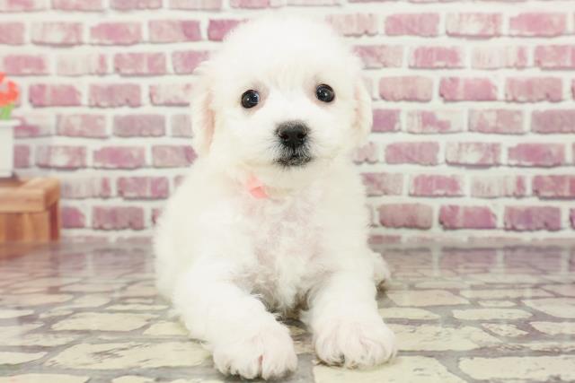 栃木県のビションフリーゼ (Coo&RIKU足利店/2024年1月30日生まれ/女の子/ホワイト)の子犬