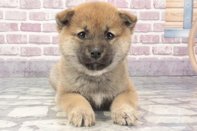 沖縄県の柴犬(標準サイズ) (Coo&RIKU石垣店/2024年1月30日生まれ/女の子/赤)の子犬
