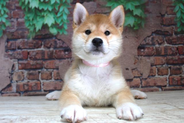 北海道の柴犬(標準サイズ) (Coo&RIKU北見店/2024年1月31日生まれ/女の子/赤)の子犬