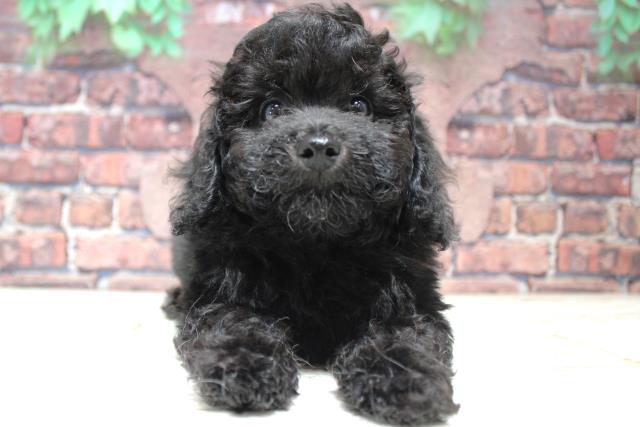 北海道のトイプードル(トイ) (Coo&RIKU函館店/2024年2月4日生まれ/男の子/ブラック)の子犬