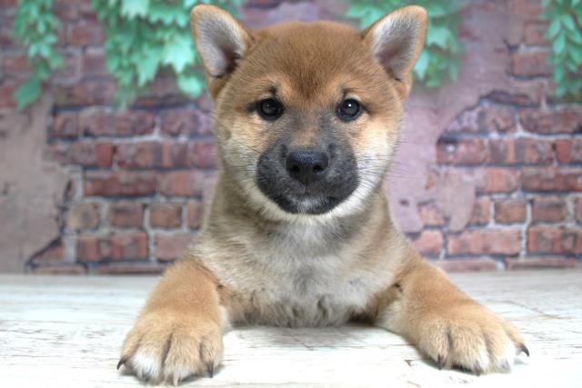 北海道の柴犬(標準サイズ) (Coo&RIKU帯広店/2024年1月31日生まれ/男の子/赤)の子犬