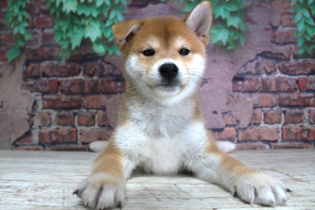 北海道の柴犬(標準サイズ) (Coo&RIKU岩見沢店/2024年1月31日生まれ/男の子/赤)の子犬