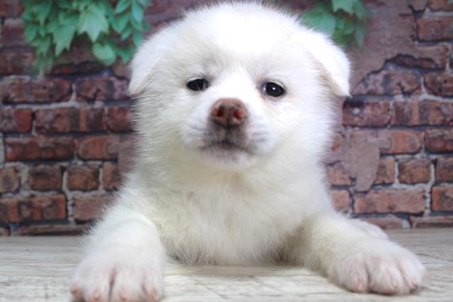 2024年2月3日生まれの秋田犬の1枚目の写真