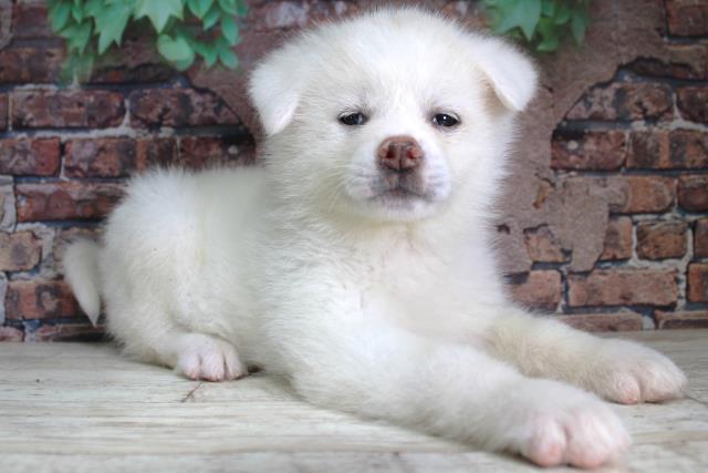 2024年2月3日生まれの秋田犬の3枚目の写真