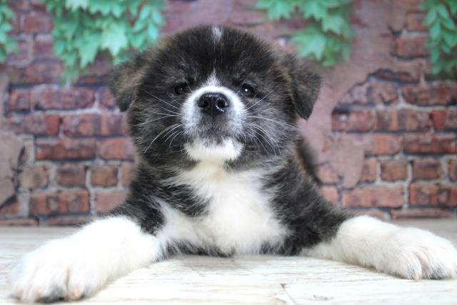 2024年2月3日生まれの秋田犬の1枚目の写真