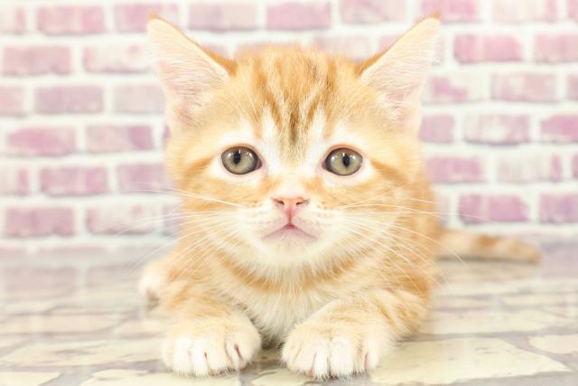 福島県のアメリカンショートヘアー (Coo&RIKUいわき店/2024年2月3日生まれ/男の子/レッドタビー)の子猫