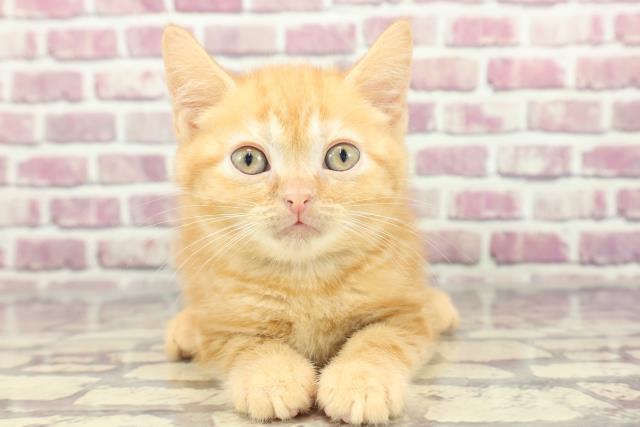 東京都のアメリカンショートヘアー (Coo&RIKUフレスポ住吉店/2024年2月4日生まれ/男の子/レッドタビー)の子猫