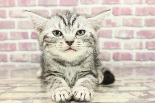徳島県のアメリカンショートヘアー (Coo&RIKU徳島店/2024年2月4日生まれ/女の子/シルバータビー)の子猫