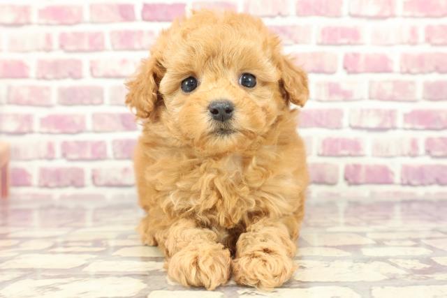 静岡県のトイプードル(トイ) (Coo&RIKU浜松店/2024年2月3日生まれ/女の子/アプリコット)の子犬