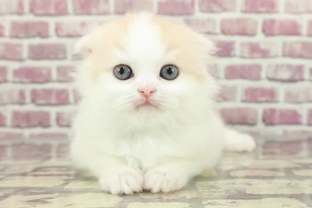 北海道のスコティッシュフォールド (Coo&RIKU岩見沢店/2024年2月4日生まれ/男の子/カメオホワイト)の子猫