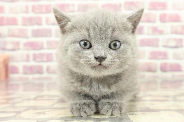 長野県のブリティッシュショートヘアー (Coo&RIKU綿半上田店/2024年2月3日生まれ/男の子/ブルー)の子猫