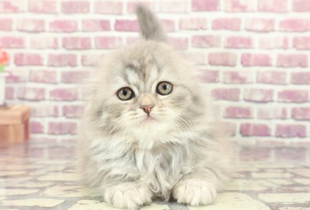 新潟県のスコティッシュフォールド (Coo&RIKU長岡店/2024年2月1日生まれ/女の子/ブルーパッチドタビーホワイト)の子猫