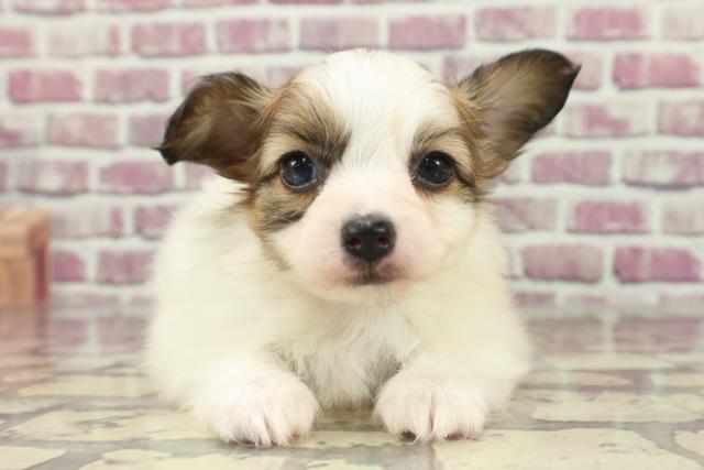 福島県のパピヨン (Coo&RIKU郡山店/2024年2月4日生まれ/女の子/ホワイトブラウン)の子犬